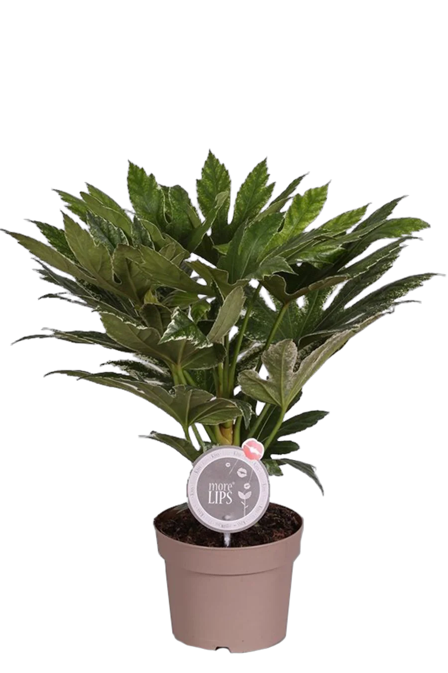Фатсия Японика Вариегата - Fatsia japonica variegata  D20 H90