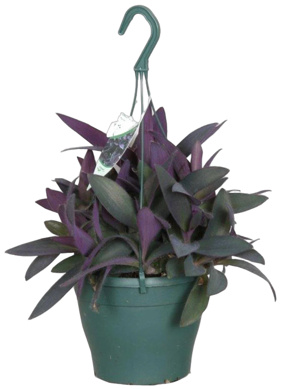 Традесканция - Tradescantia pallida Purple Heart D17 H25
