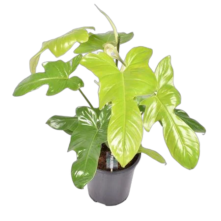 Желтая Скрипка