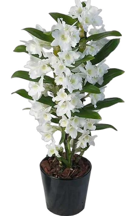 Дендробиум Нобиле белый - Dendrobium nobile D14 H50