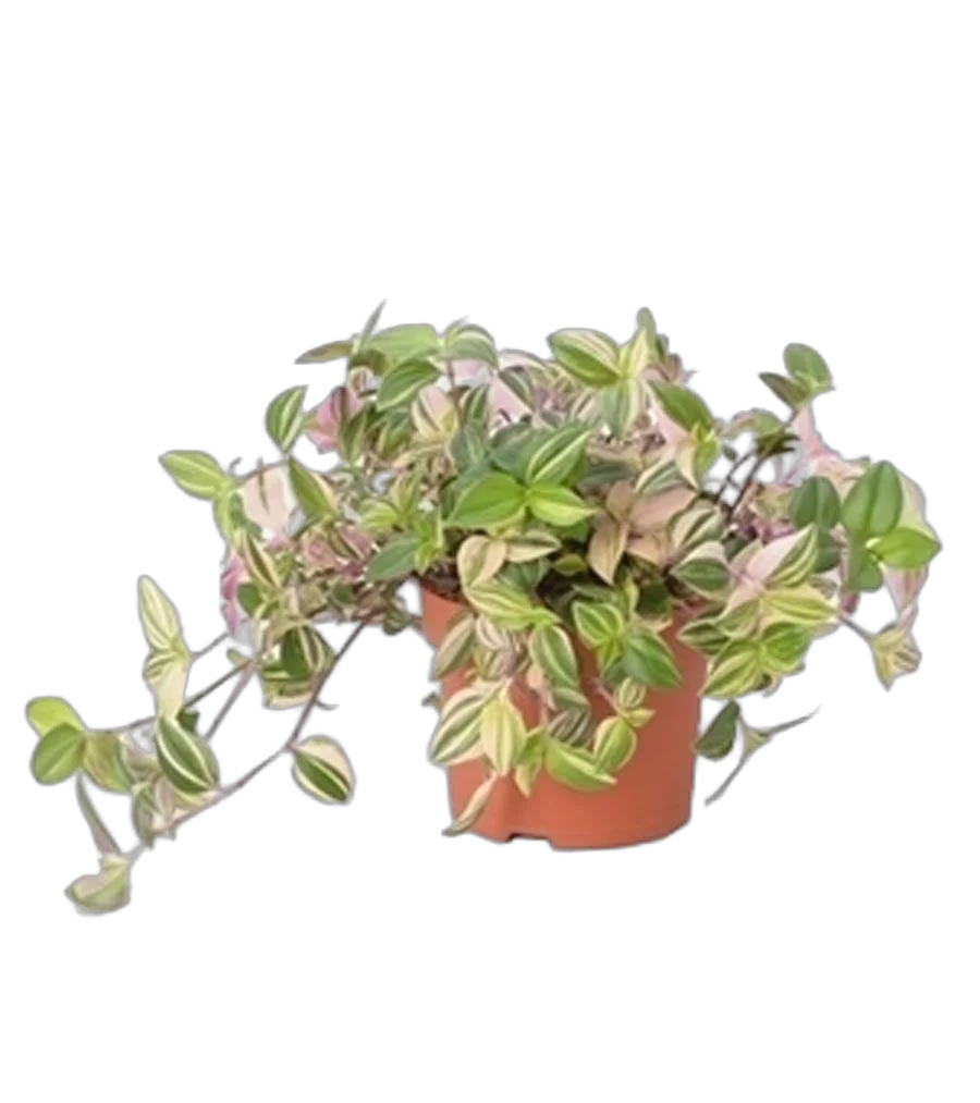 Традесканция приречная -Tradescantia fluminensis Quadricolor D12 H20