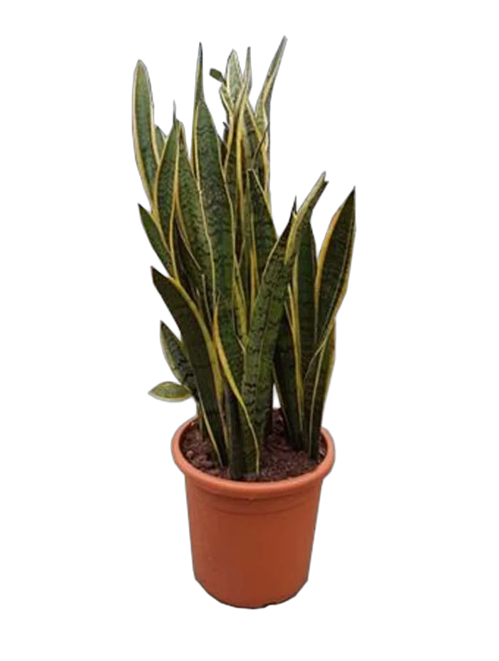 Сансивьерия Лауренти - Sansevieria laurentii D33 H100