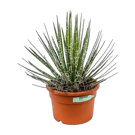 Агава Филфера - Agave Filifera D27 H50