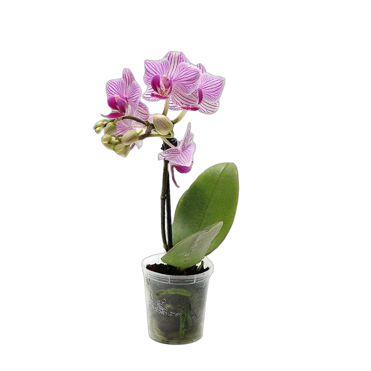 Фаленопсис мини 1 цветонос - Phalaenopsis Pylo’s Novelty D9 H15