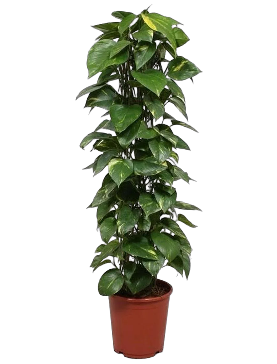 Эпипремнум Ауреум Моссток - Epipremnum aureum Mosstok D30 H150