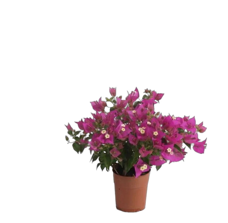 Бугенвиллея Александра пурпурная - Bougainvillea Alexandra D12 H25