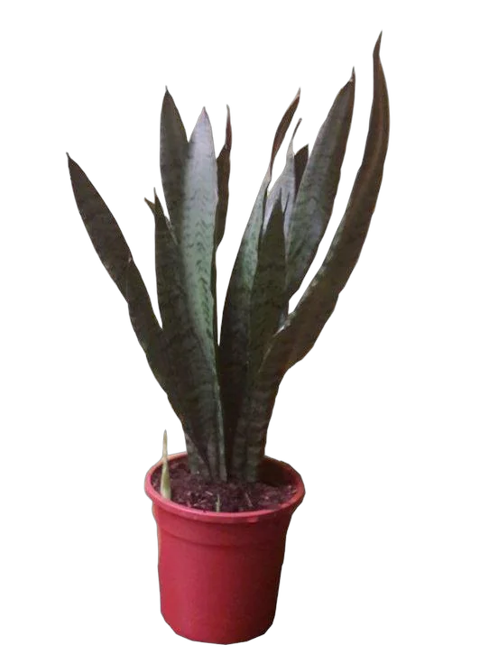 Сансевиерия зейланика - Sansevieria Zeylanica