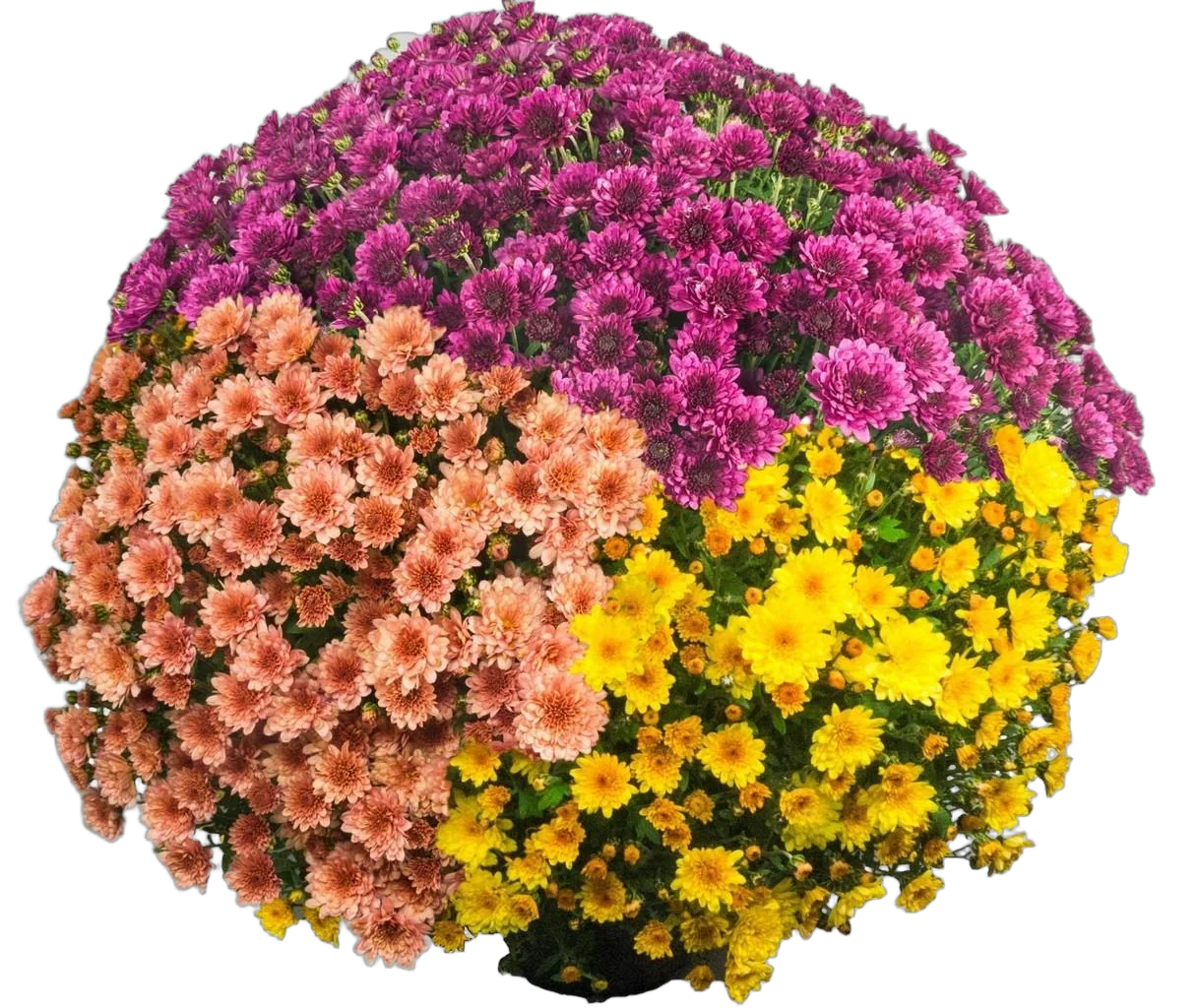 Хризантема Шар трехцветная  - Chrysanthemum Bg trolley D27 H60