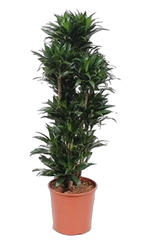 Драцена компакта бранч - Drac Compacta Branched D34 H150