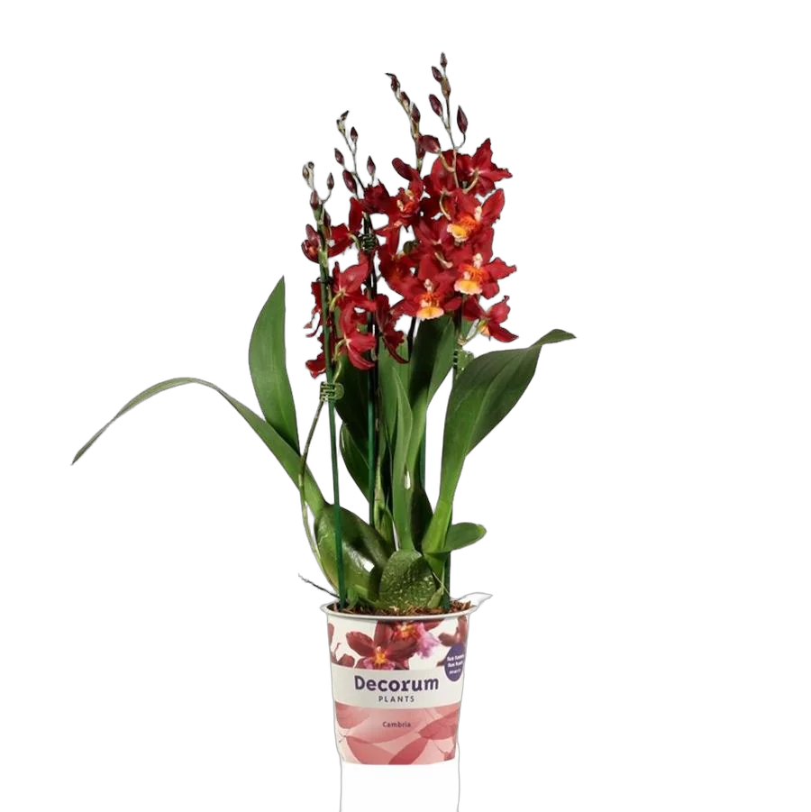 Камбрия Руби Ред 4 цветоноса - Cambria Red Ruby D12 H50