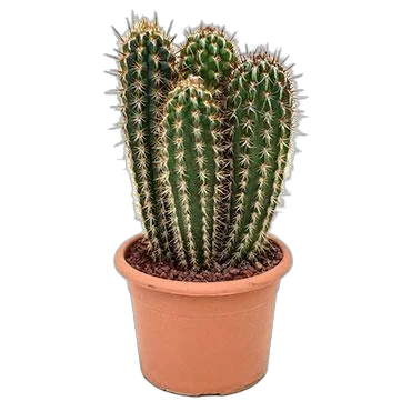 Пилозоцереус - Pilocereus Gounelli D21 H40