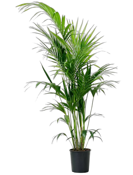 Пальма Ховея (Кентия) - Howea D25 H140