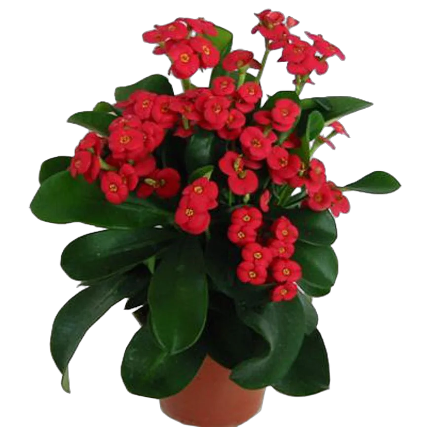 Молочай Миля (Терновый венец) - Euphorbia milii Helena D12 H25