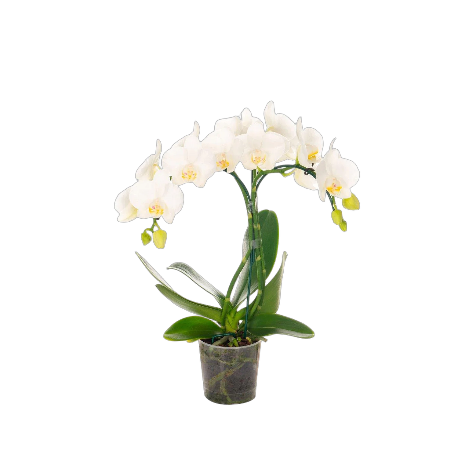 Каскадный фаленопсис - Phalaenopsis Cascade Hita D12 H40