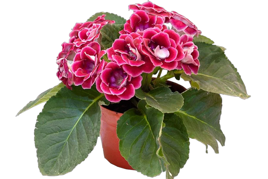 Глоксиния пурпурная - Gloxinia D10 H22