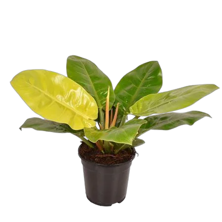 Филодендрон Мунлайт - Philodendron Moonlight D19 H50