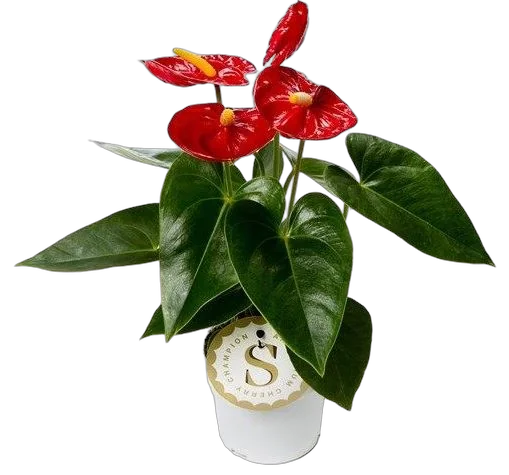 Антуриум Андреанум Чемпион Королевский - Anthurium Royal Champion красный D10 H25
