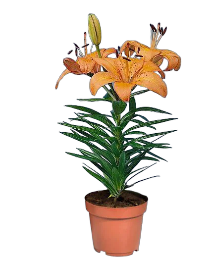 Лилия Азиатская оранжавая - Lilium Az Orange Matrix D12 H35