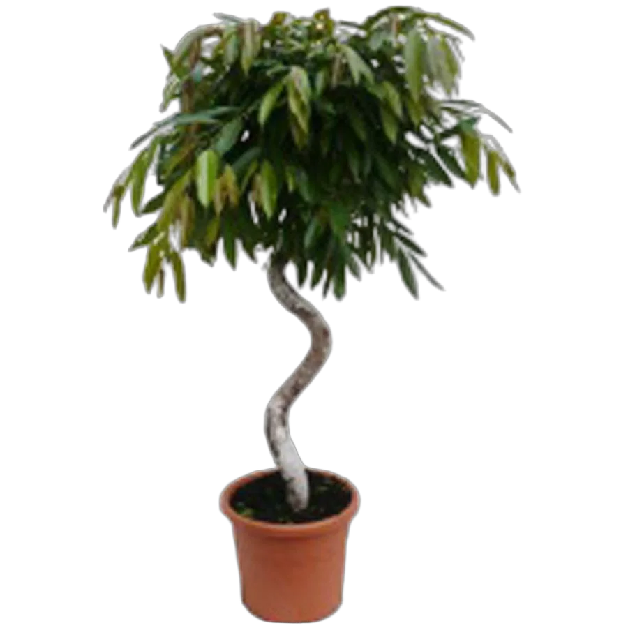 Фикус Биннедика Амстел Голд спираль -  Ficus binnendiijkii Amstel Gold D28 H180