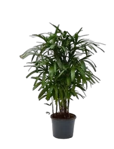 Пальма Рапис высокий - Rhapis Excelsa D31 H130