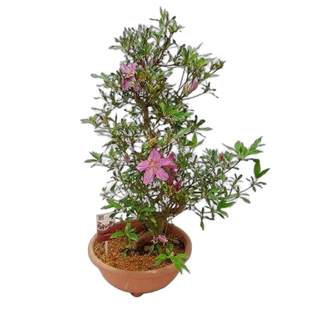 Цветущий бонсай Азалия D35 H70