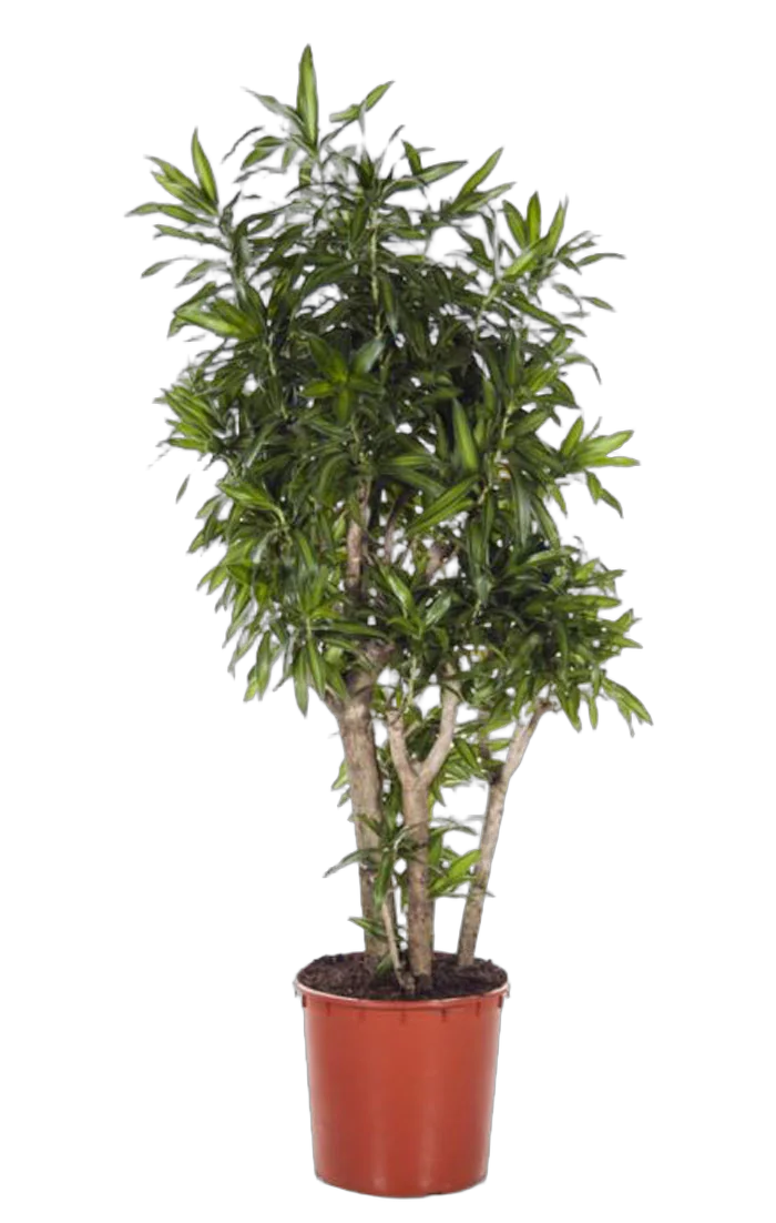 Драцена Рефлекса Сонг оф Ямайка  - Reflexa Song of Jamaica  D25 H100