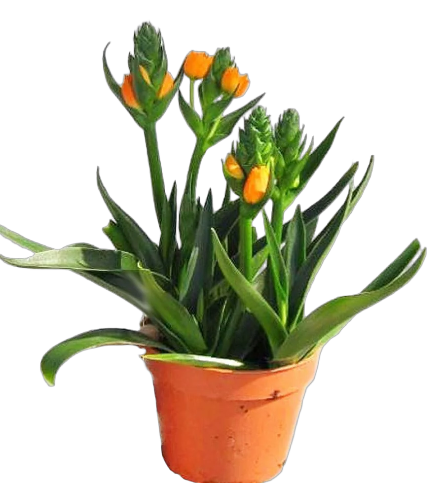 Орнитогалум (Птицемлечник) ораньжевый - Ornithogalum Thyrsoides D14 H40