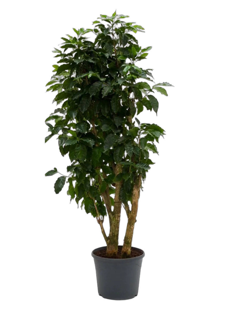 Кофейное дерево - Coffea D30 H180