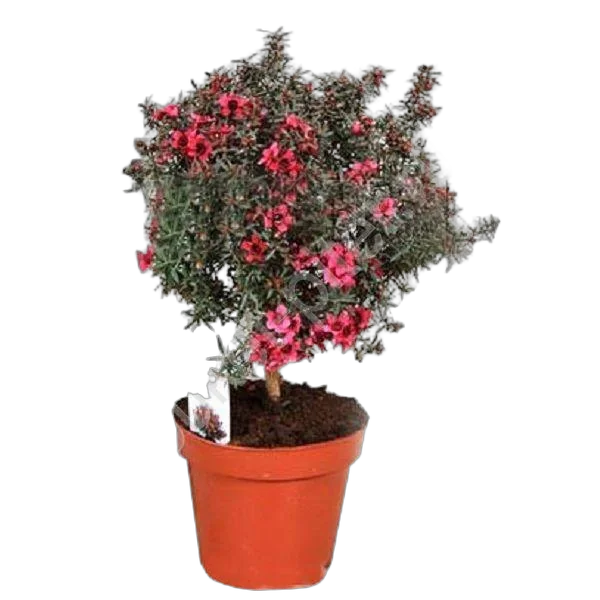 Лептоспермум - Leptospermum D14 H40