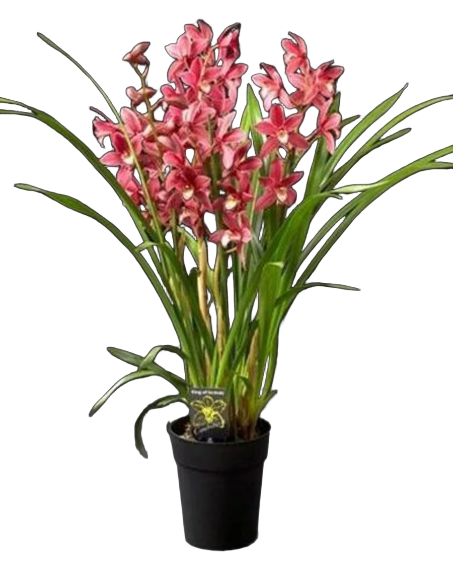 Цимбидиум Красный - Cymbidium  D18 H90