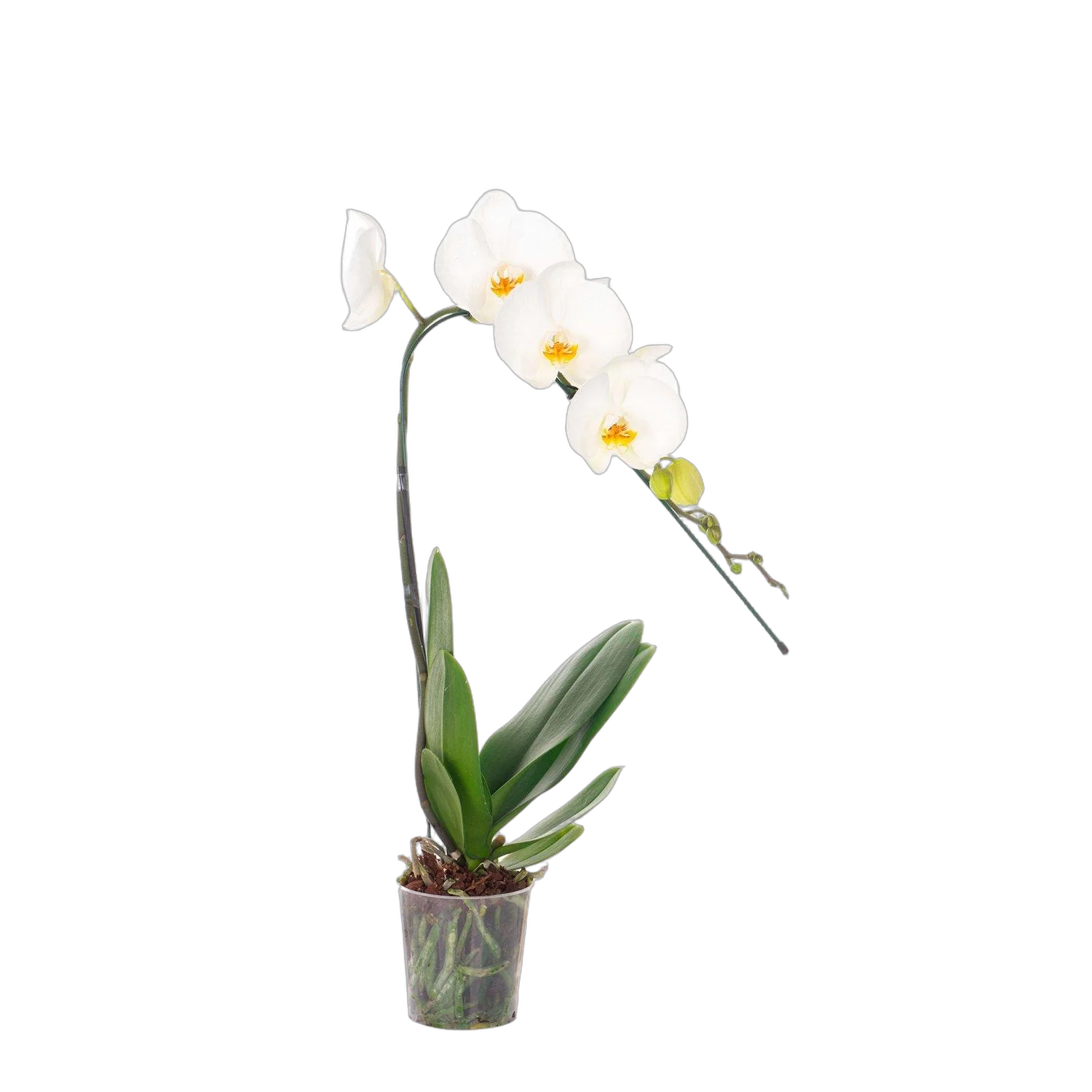 Каскадный фаленопсис - Phalaenopsis Cascade Ikaria D12 H40