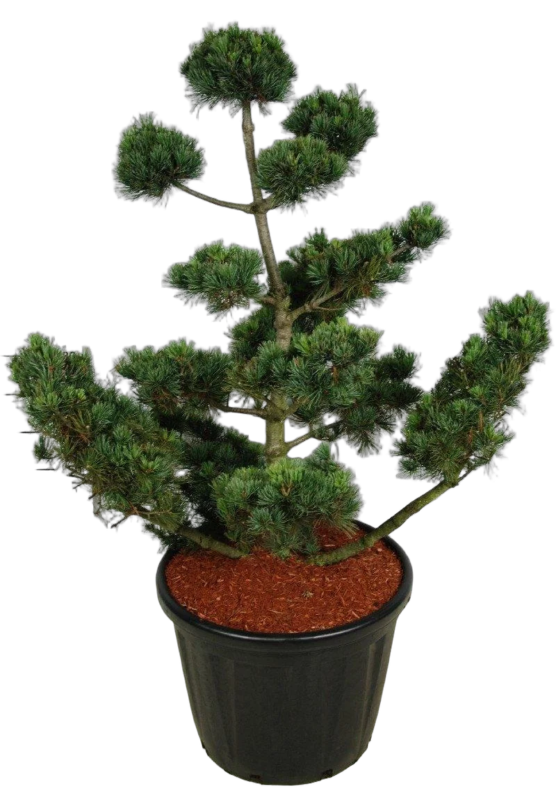 Бонсай Сосна - Bonsai Pinus parv. 'negishi' D60 H170