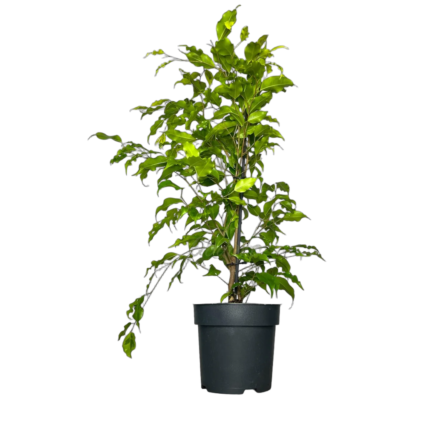 Фикус Бенджамина Голден Моник - Ficus benjamina Golden Monique D17 H60