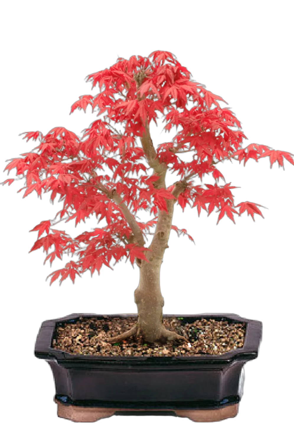 Бонсай Клен D30 H50