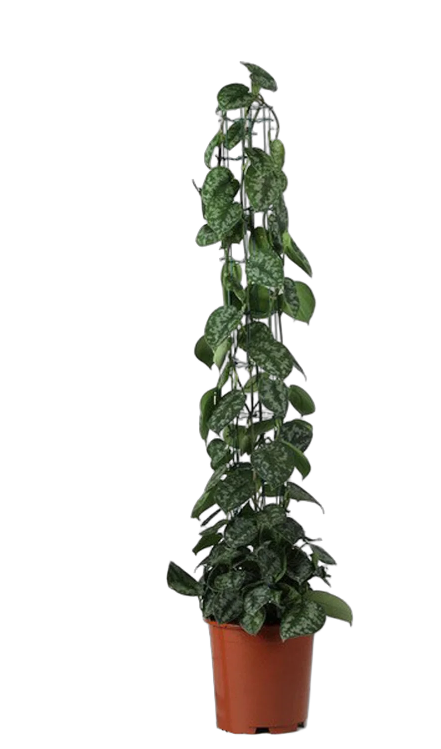 Сциндапсус перистый - Scindapsus pictus Trebie D24 H130