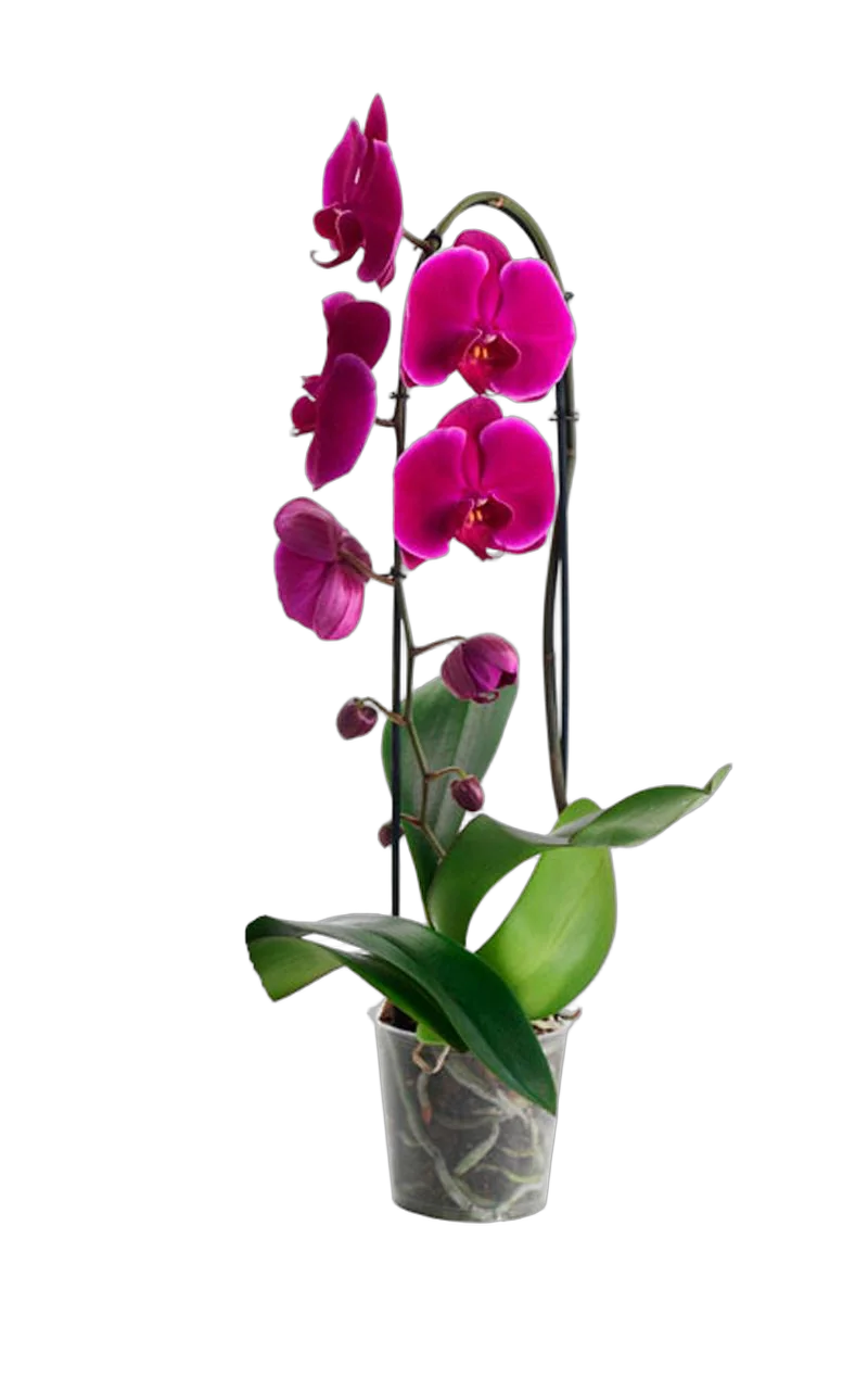 Каскадный фаленопсис - Phalaenopsis Cascade Happy News ‘Spring Angel’ D12 H60