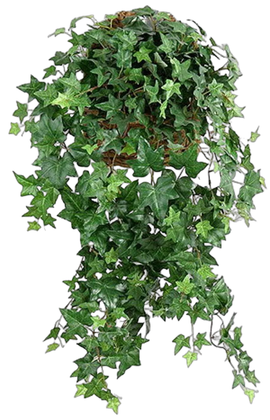 Хедера Хеликс Голден Колибри - Hedera helix Kolibri  D30 H100