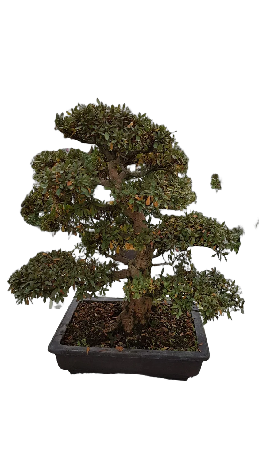 Цветущий бонсай Азалия D40H70