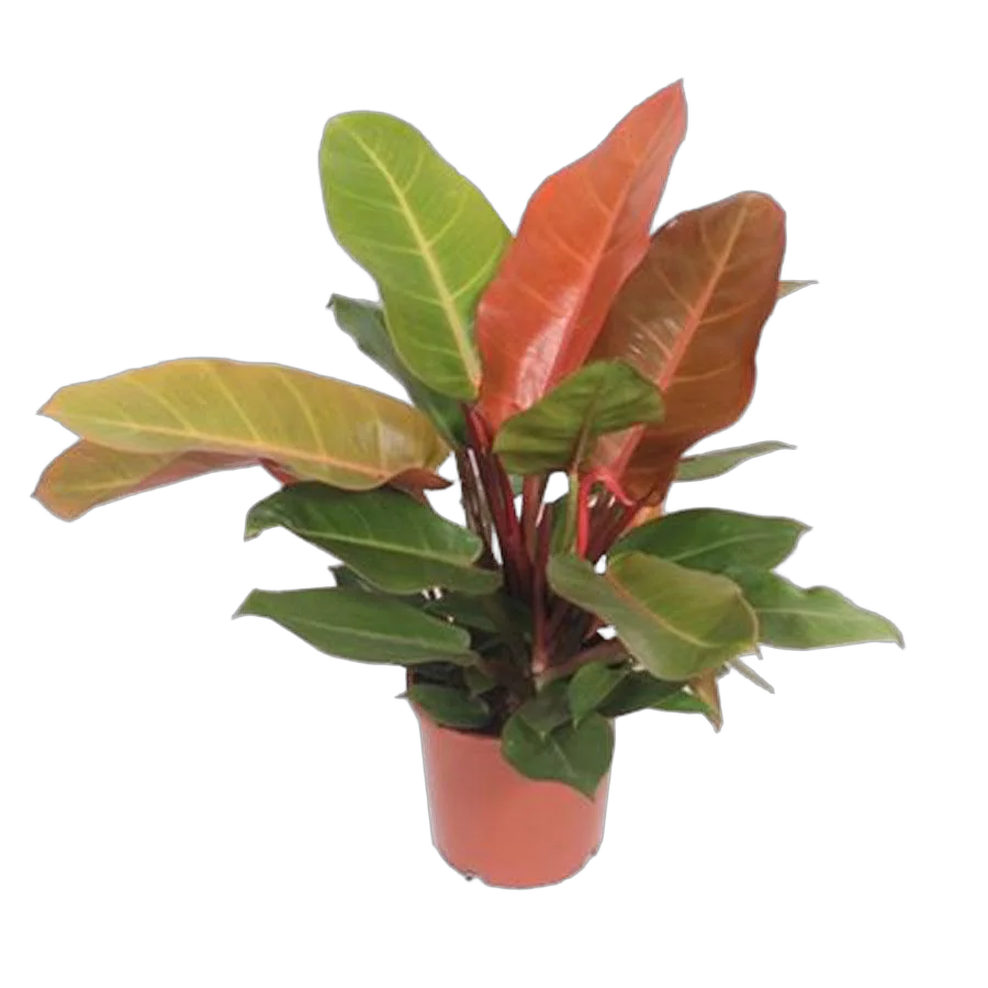 Филодендрон Принц Оранж - Philodendron Prince Of Orange D17 H40