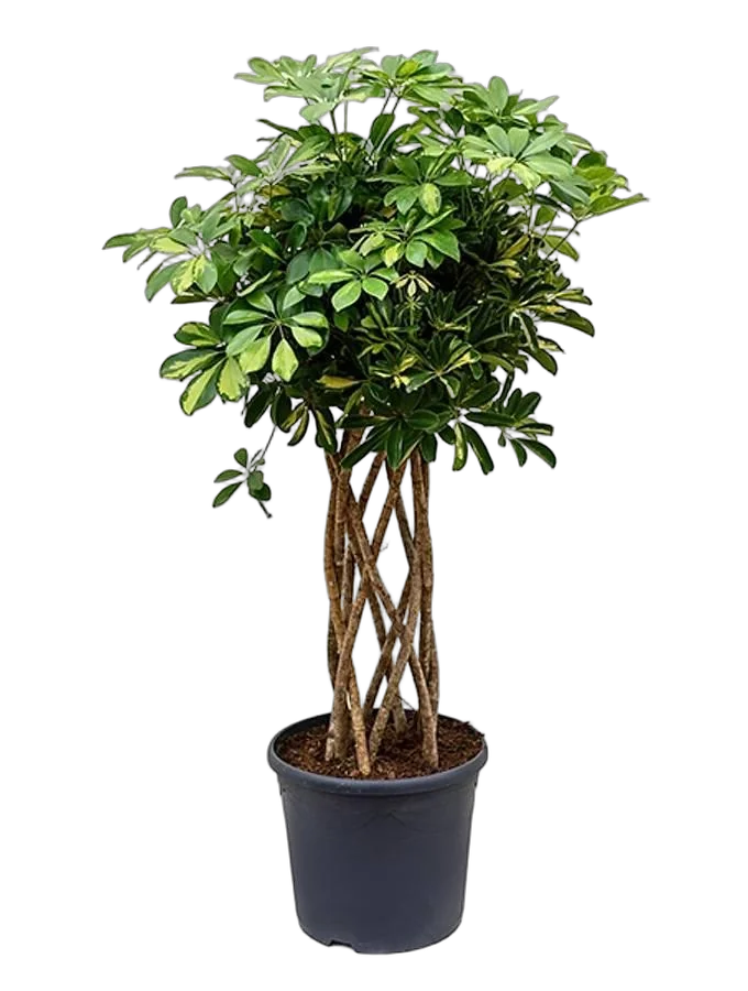 Шеффлера Голд Капелла цилиндр - Schefflera gold capella D25 H120