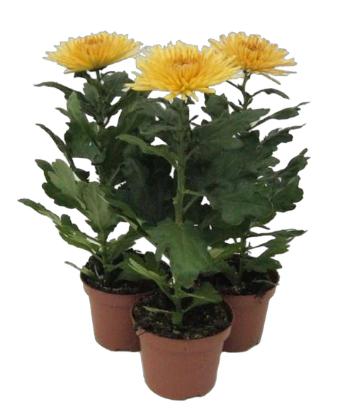 Хризантема Анастасия Бронзовая - Chrysanthemum Anastasia Bronze D12 H27