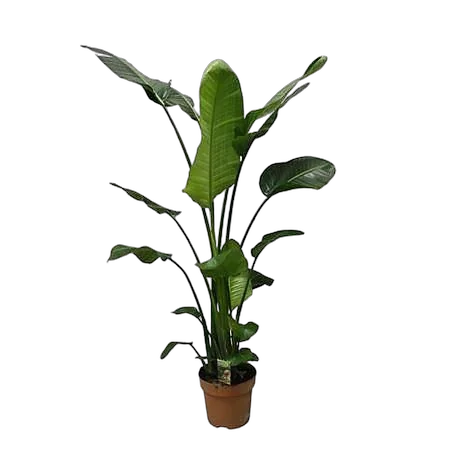 Стрелиция Николай - Strelitzia Nicolai D27 H180