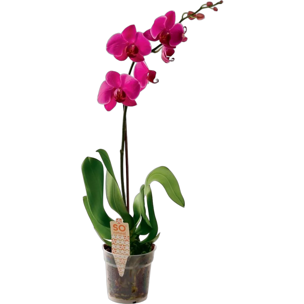 Фаленопсис гигантский 1 цветонос - Phalaenopsis gigantea Aberdrot  D15 H100