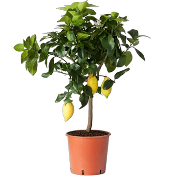 Лимон 60 см