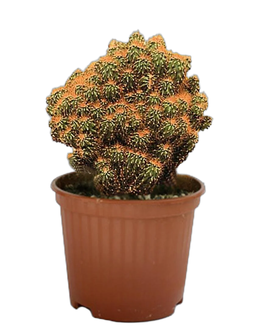 Цереус перуанский - Cereus peruvianus Monstrosus D12 H17