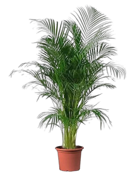 Пальма Арека D35 H200