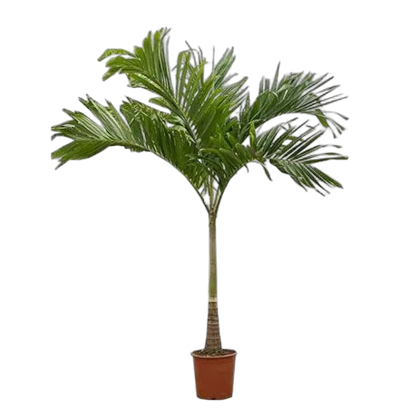 Пальма Вичия D30 H230