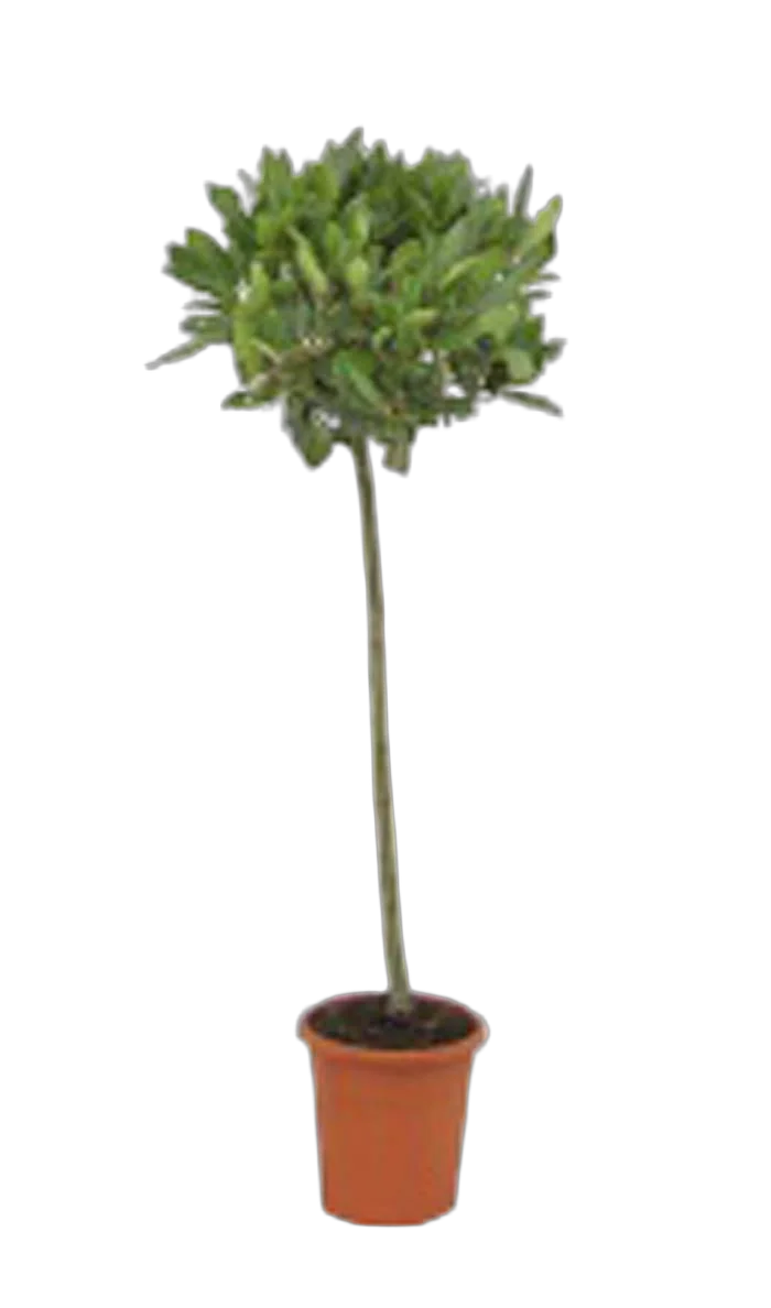 Лавр благородный штамб - Lurus nbilis D17 H80