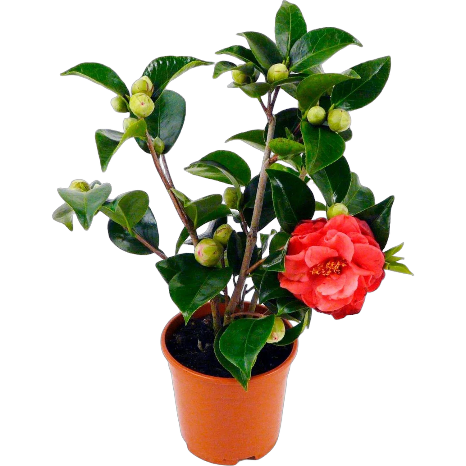 Камелия японская - Camellia D14 H35