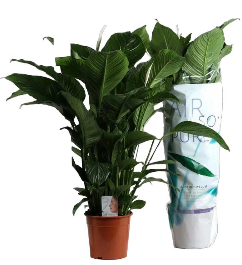 Спатифиллум Свит Лаурета - Sweet Lauretta D24 H100